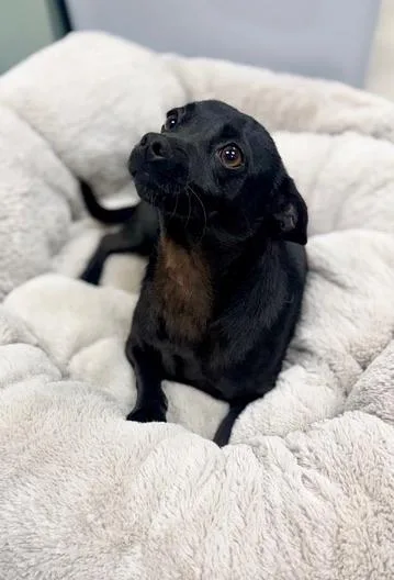 Benjamin thumbnail 3