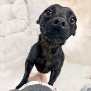 Benjamin thumbnail 4