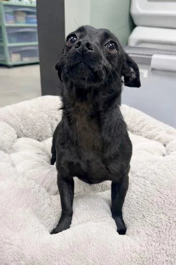 Benjamin thumbnail 5