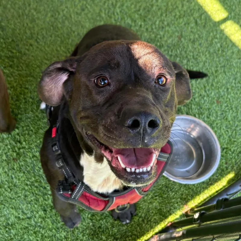 A young large-sized male Black American Staffordshire Terrier dog named Grim for adoption in Tampa, FL