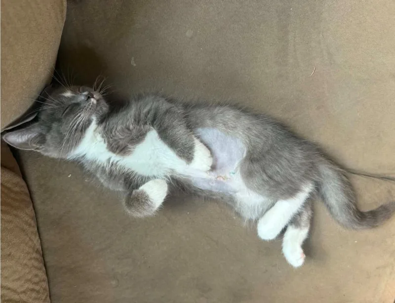 A baby small-sized male Domestic Short Hair cat named Winston for adoption in Gorham, ME
