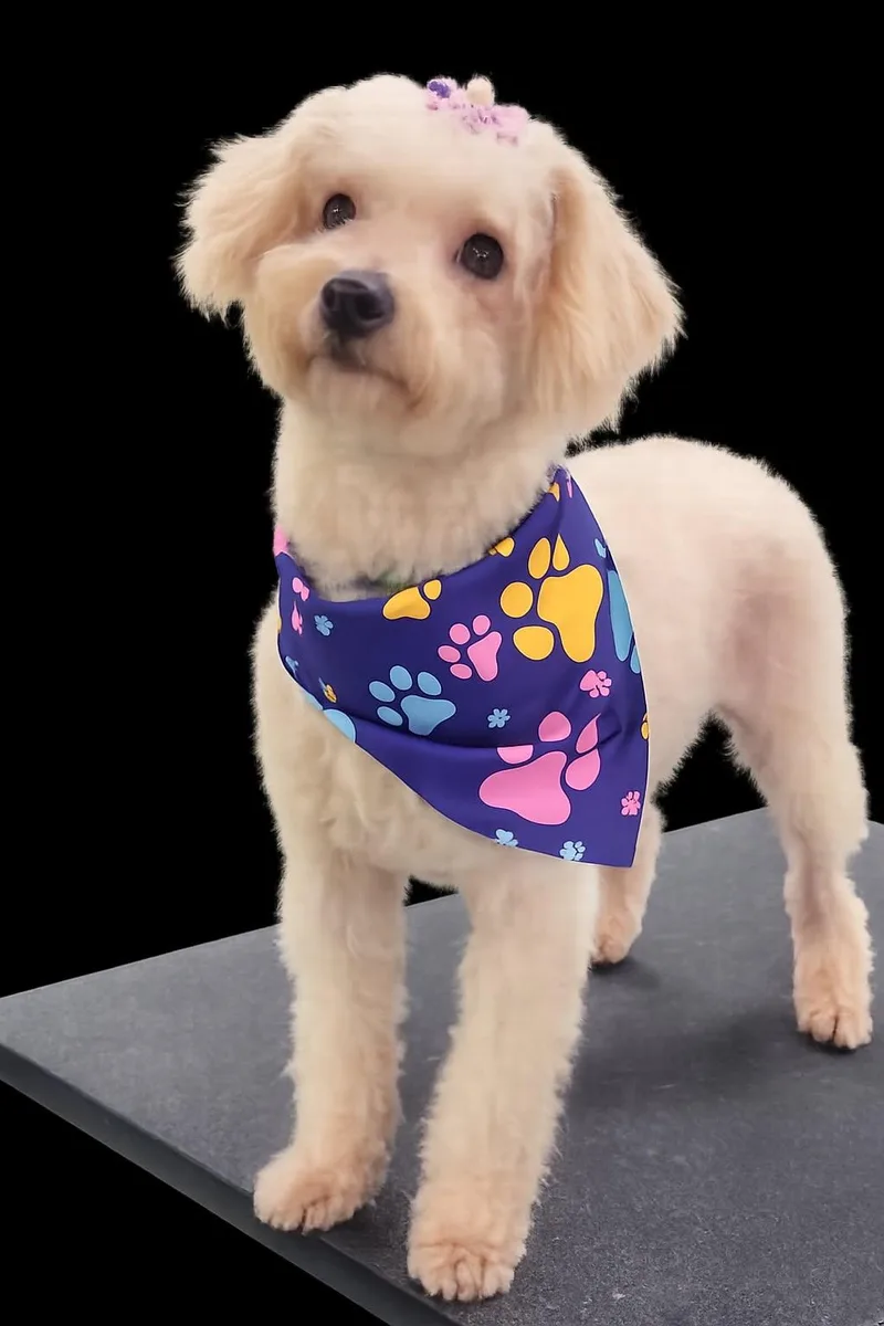 An adult small-sized female Poodle dog named Stella for adoption in Cambridge, MD