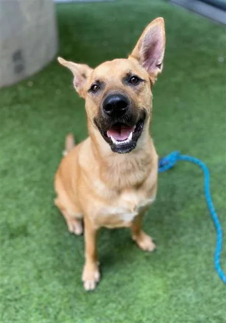 A young extra large-sized male German Shepherd Dog dog named Doug! for adoption in San Francisco, CA