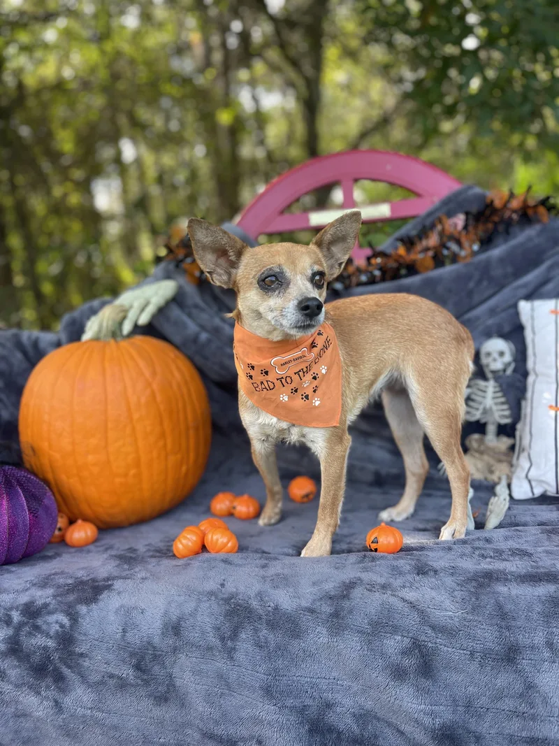 An adult small-sized female Chihuahua dog named Princess for adoption in Sebring, FL