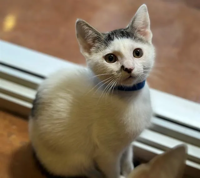 A baby small-sized male Domestic Short Hair cat named Kevin for adoption in Santa Clara, CA