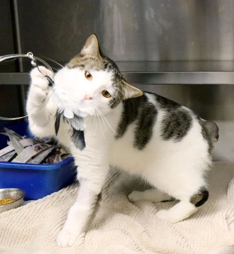 A young medium-sized male Domestic Short Hair cat named Dale for adoption in Kansas City, KS