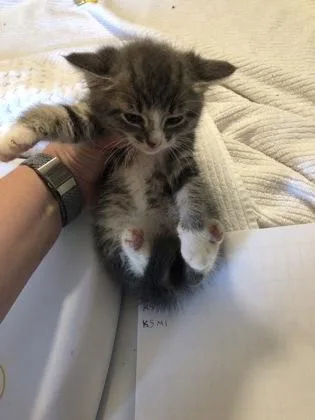 A baby small-sized female Domestic Short Hair cat named Sugar Bear for adoption in Hillsboro, OR