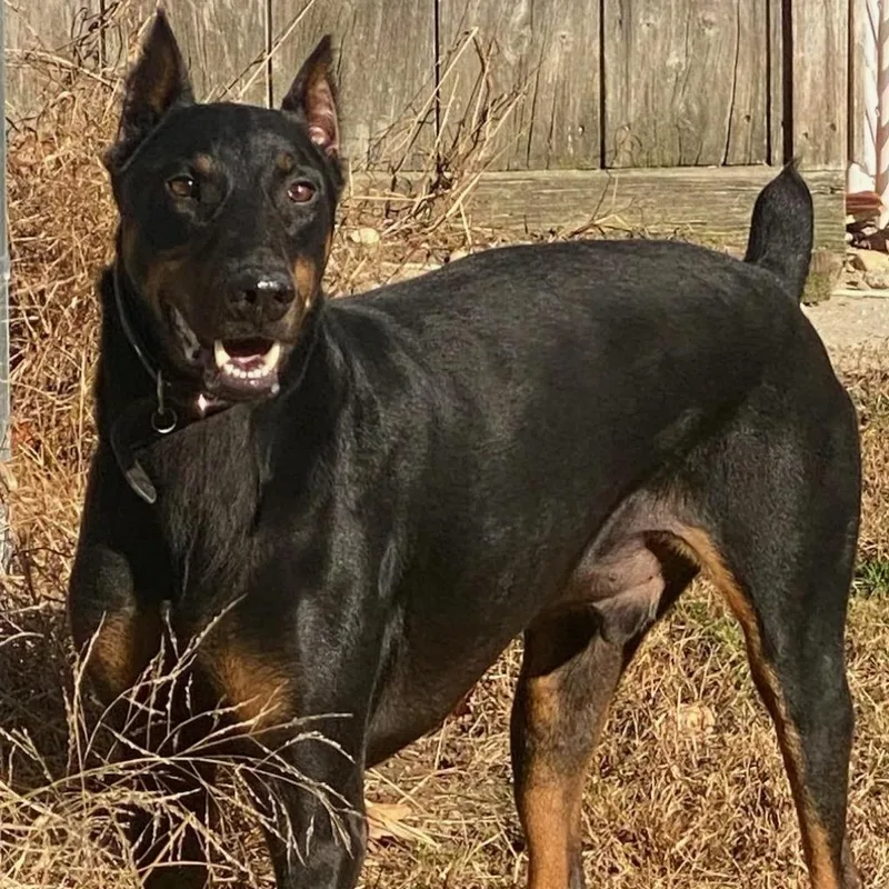 A senior large-sized male Black Doberman Pinscher dog named Raider  I'm A for adoption in Sandown, NH