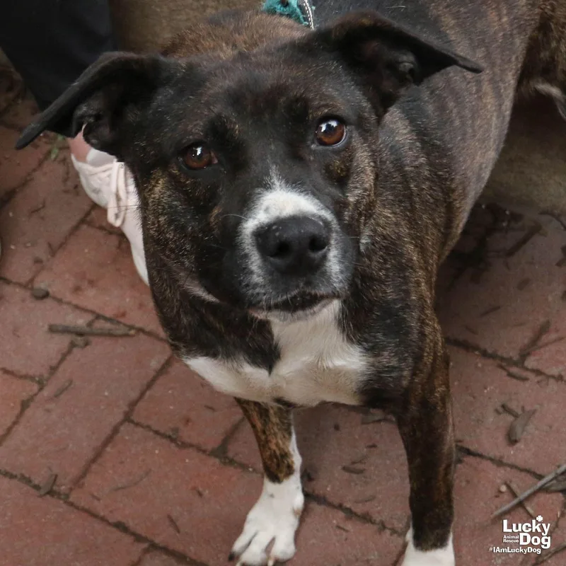 A young medium-sized female Terrier dog named Lilypad for adoption in Washington, DC