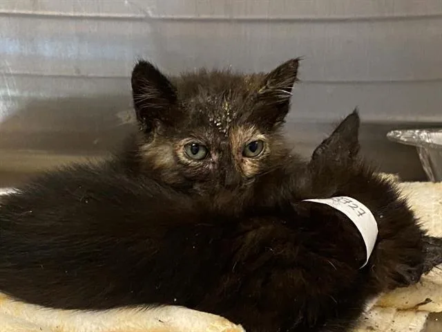 A baby small-sized female Domestic Short Hair cat named Money for adoption in Tustin, CA
