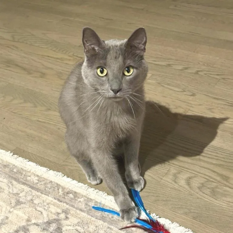 An adult small-sized male Gray / Blue / Silver Domestic Short Hair cat named Boy for adoption in Huntsville, AL