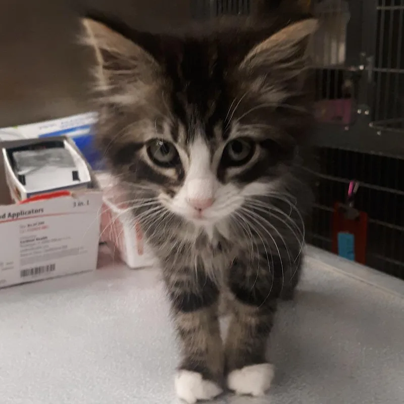 A baby small-sized male Brown / Chocolate Domestic Medium Hair cat named Versace for adoption in Spokane, WA