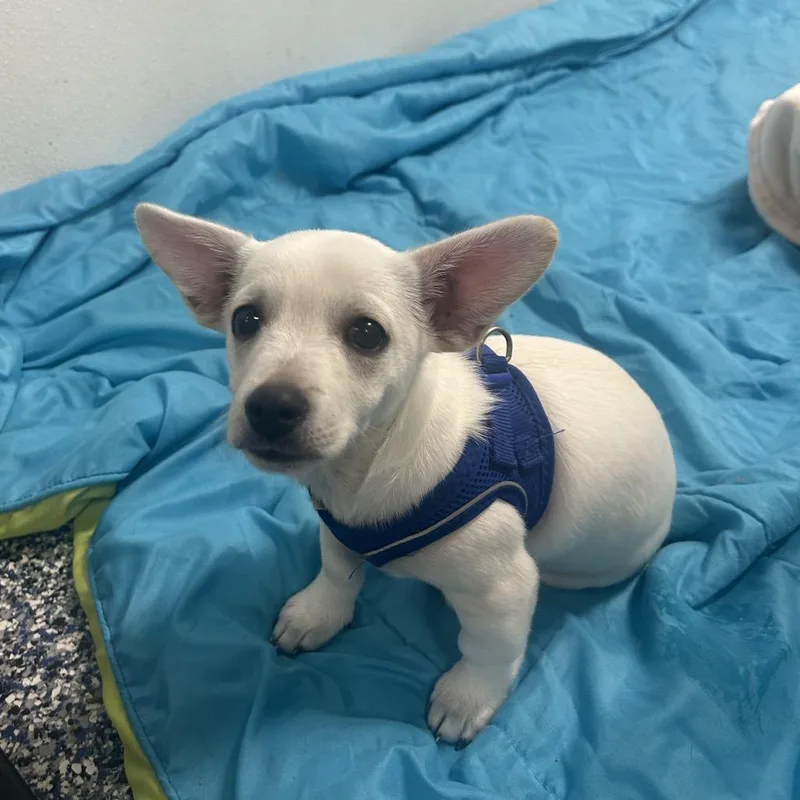A baby medium-sized male White / Cream Chihuahua dog named Suds for adoption in Binghamton, NY