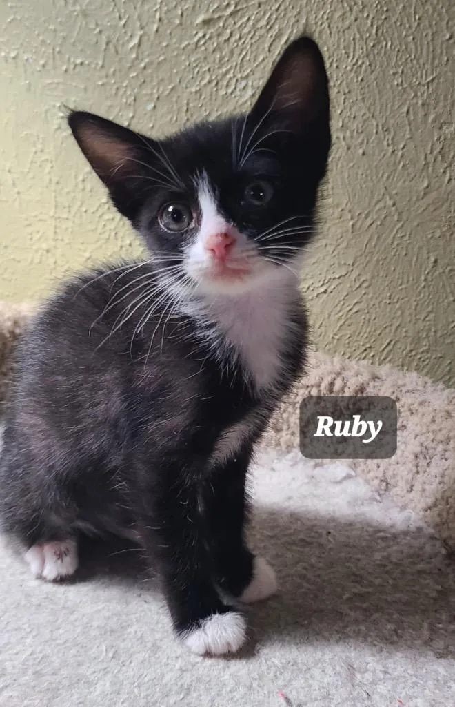Ruby thumbnail 2