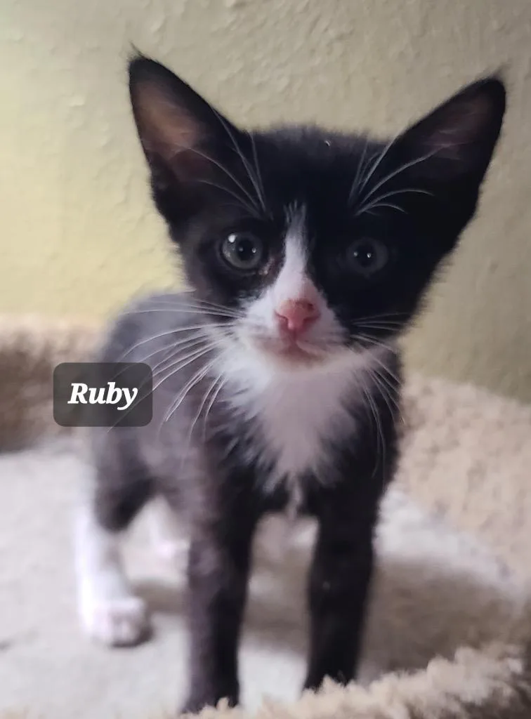 Ruby thumbnail 3