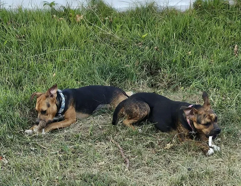 Gnome Cl thumbnail 2