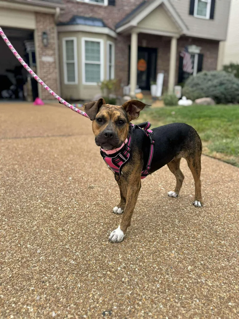 Gnome Cl thumbnail 3