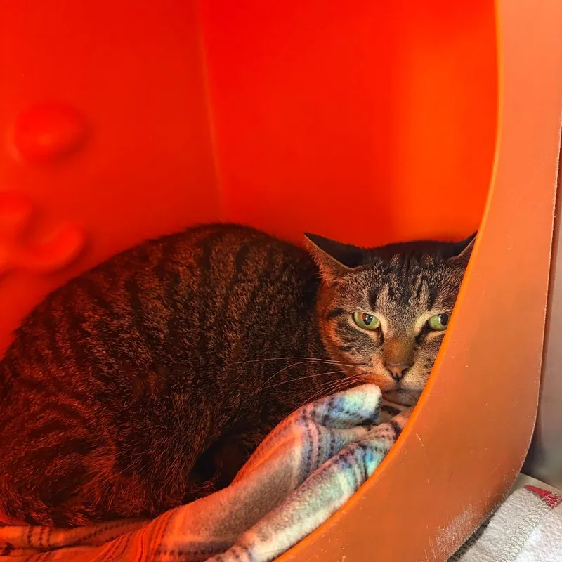 An adult medium-sized female Brown / Chocolate Domestic Short Hair cat named Rhea for adoption in Waukesha, WI