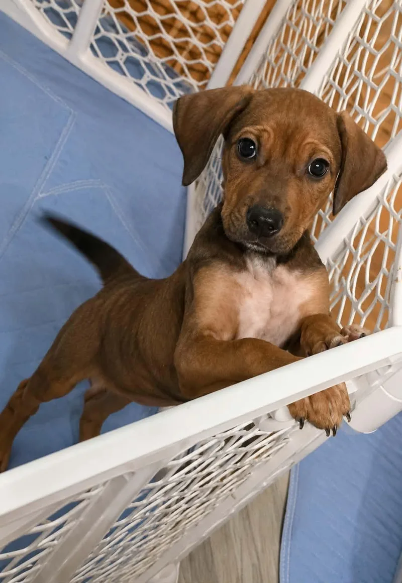 A baby large-sized male Brown / Chocolate Mixed Breed dog named Woody for adoption in Kenosha, WI