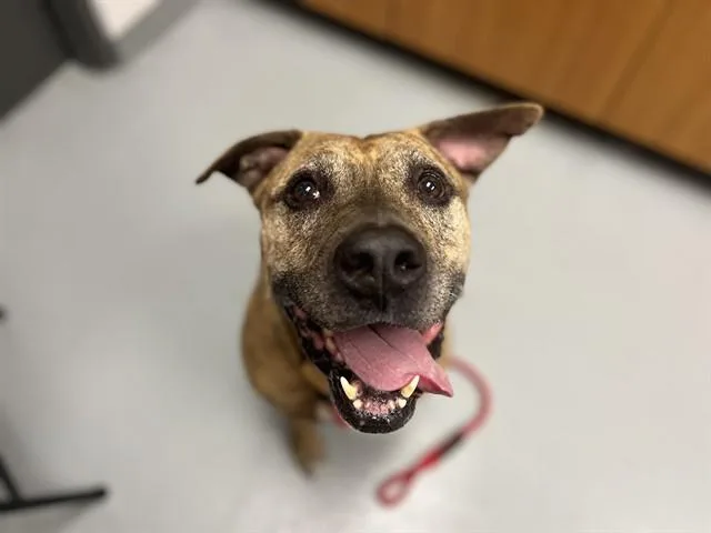 An adult large-sized male Mixed Breed dog named Onion for adoption in Saint Cloud, FL