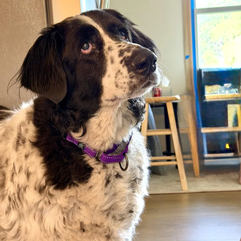 Daisy thumbnail 3