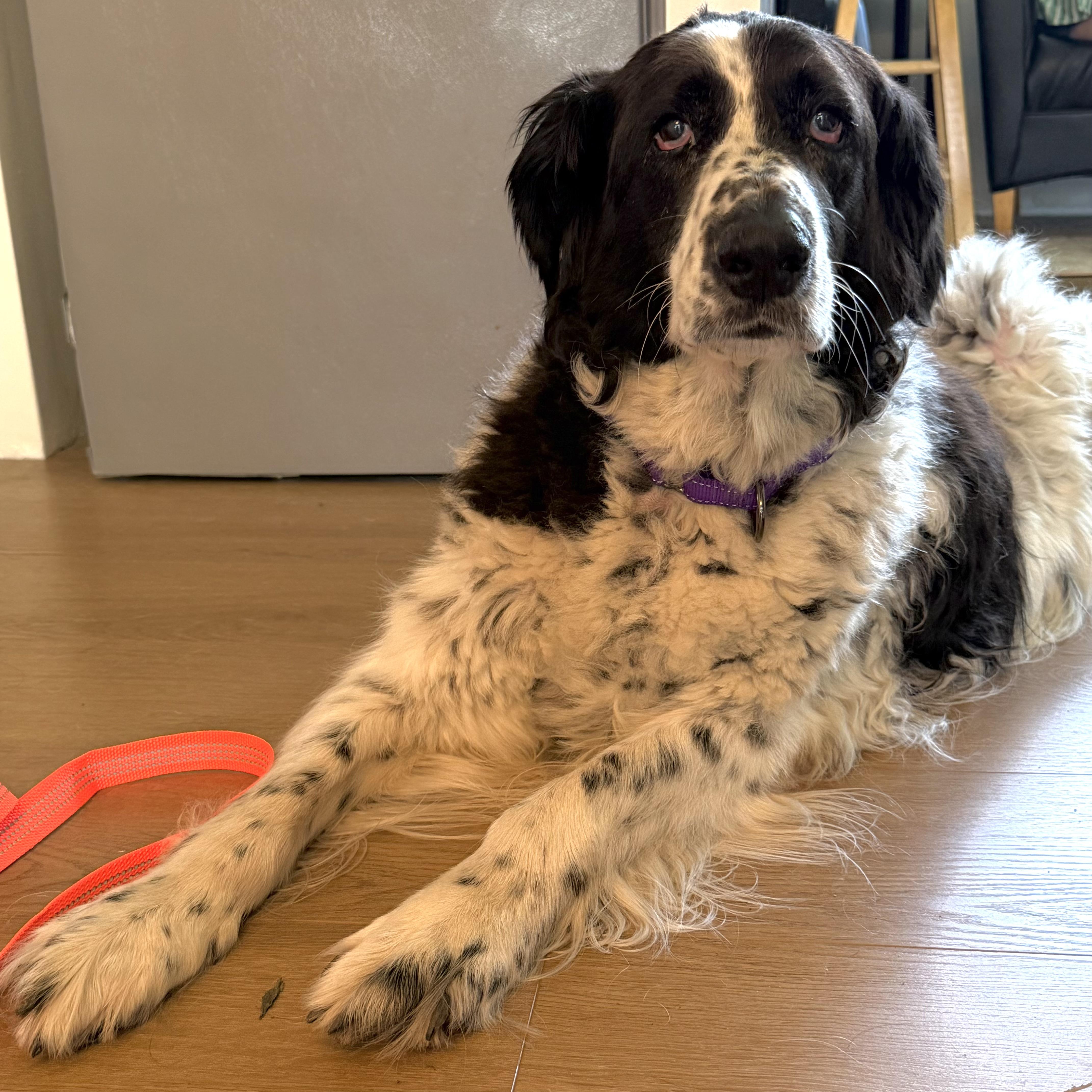 Daisy thumbnail 5