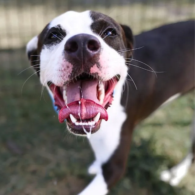 A baby medium-sized male White / Cream Pit Bull Terrier dog named Domino for adoption in Austin, TX