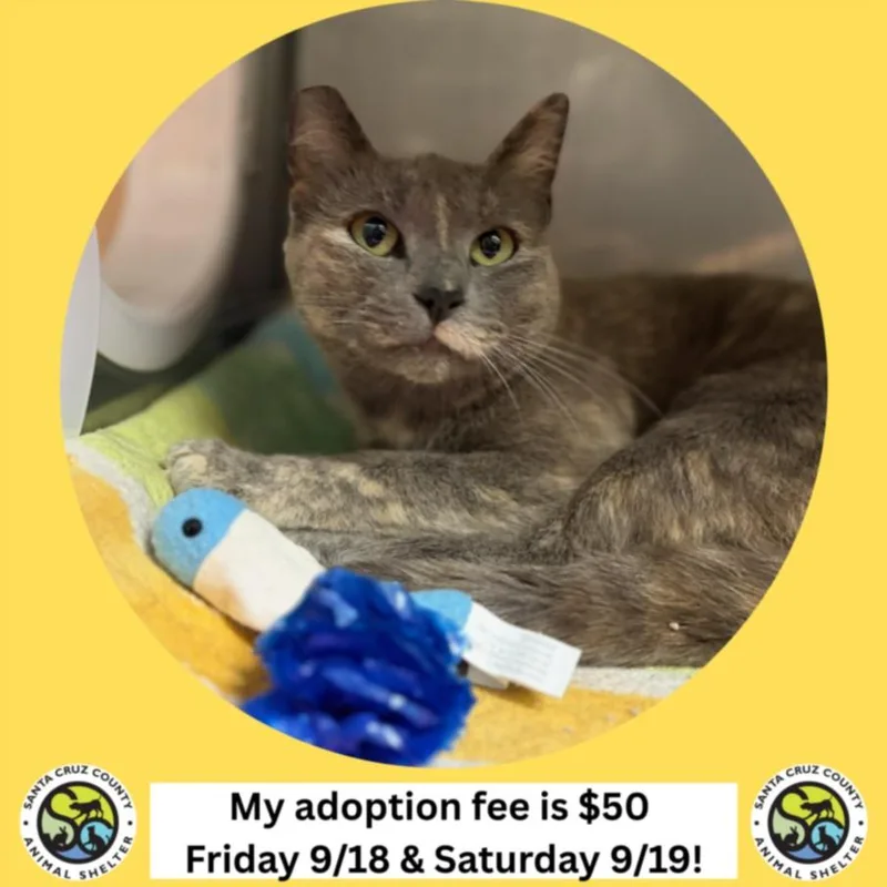 A young medium-sized female Domestic Short Hair cat named Moxie for adoption in Santa Cruz, CA