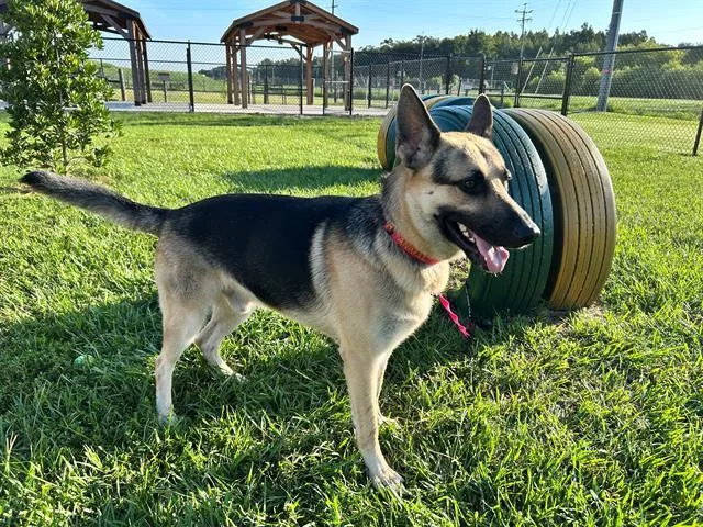 An adult medium-sized male German Shepherd Dog dog named Maximus for adoption in Winter Haven, FL