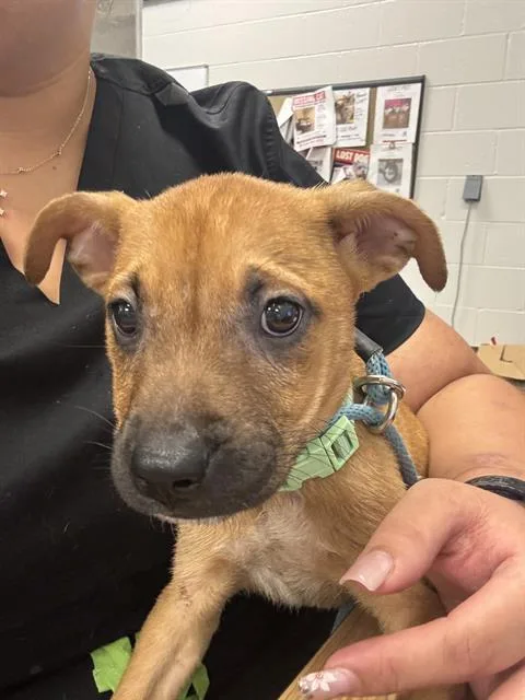 A baby small-sized female Pit Bull Terrier dog named Pitt Boss for adoption in Indianapolis, IN