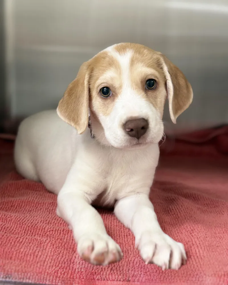 A baby medium-sized female Labrador Retriever dog named Pickles for adoption in Pawleys Island, SC
