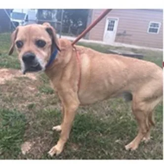 A senior medium-sized male Yellow / Tan / Blond / Fawn Rhodesian Ridgeback dog named Nate for adoption in Austell, GA
