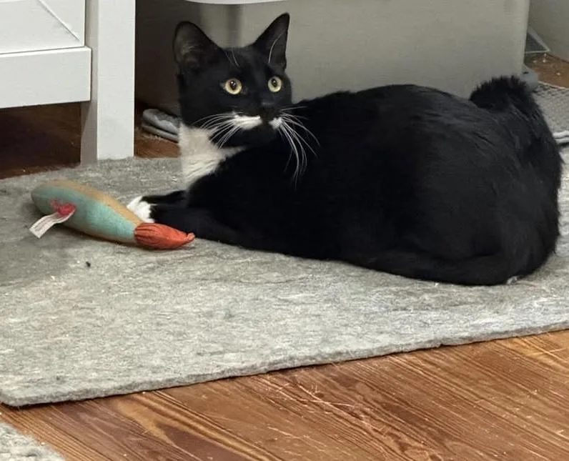 A young medium-sized male Black & White / Tuxedo Domestic Short Hair cat named Nova & Cosmo for adoption in Alexandria, VA