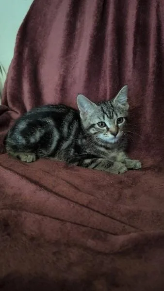 A baby medium-sized female Domestic Short Hair cat named Curie for adoption in Madison, GA
