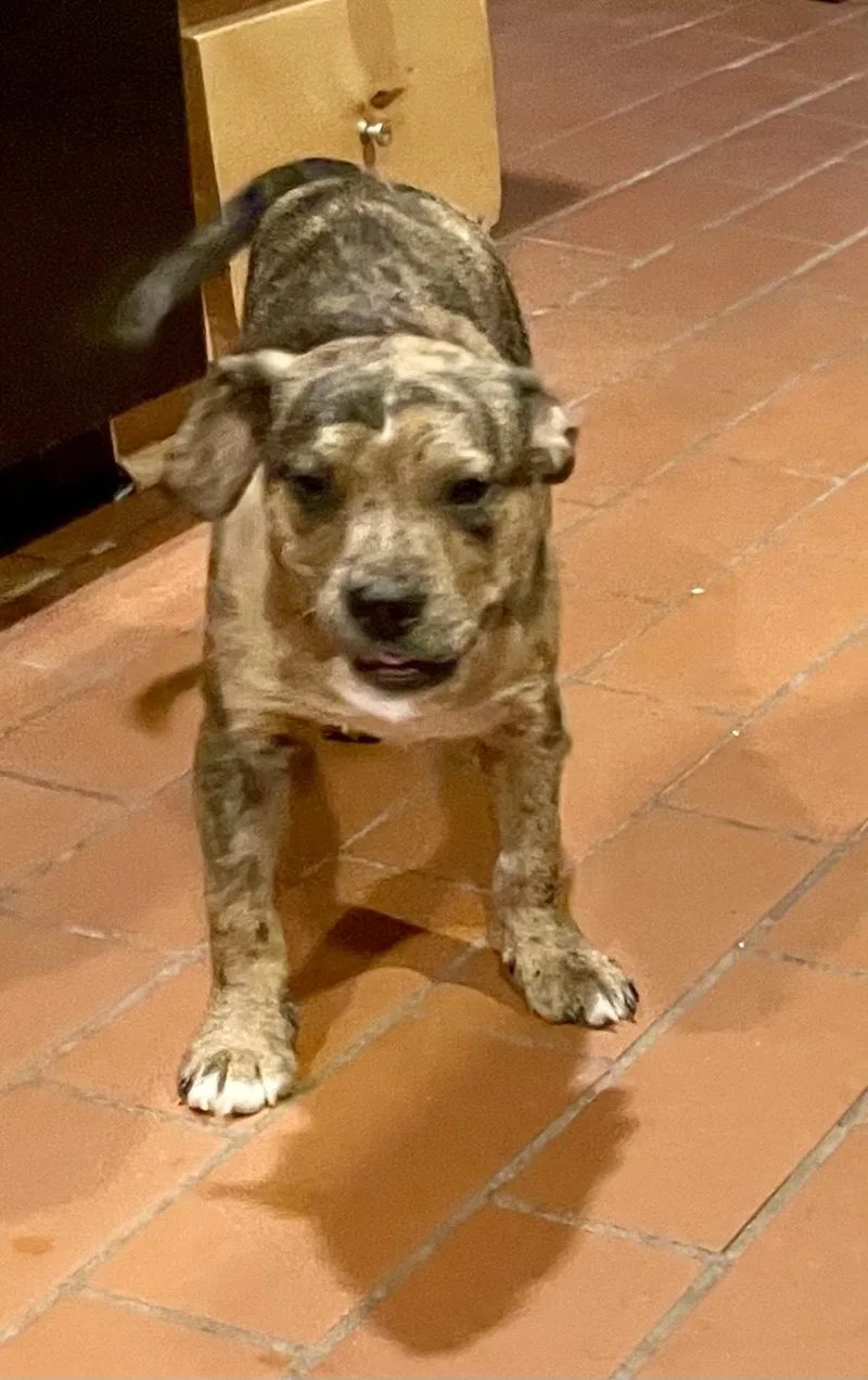 A baby medium-sized male Brindle American Bully dog named Elliot for adoption in MORAVIAN FALLS, NC