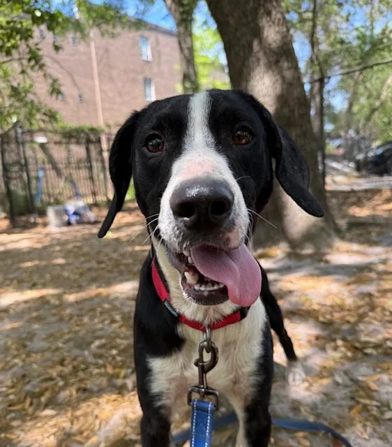 An adult medium-sized male Hound dog named Bo for adoption in Charleston, SC