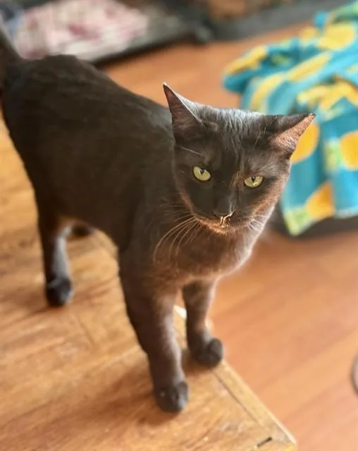 An adult medium-sized female Domestic Short Hair cat named Hot Pocket for adoption in Albuquerque, NM