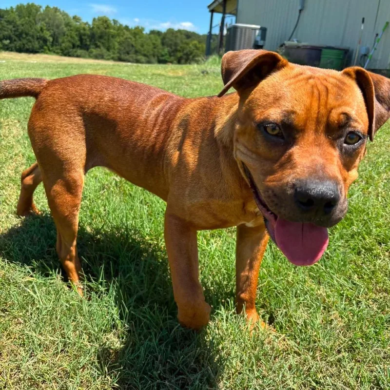 A young large-sized male Red / Chestnut / Orange Bullmastiff dog named Woodrow for adoption in Hackett, AR