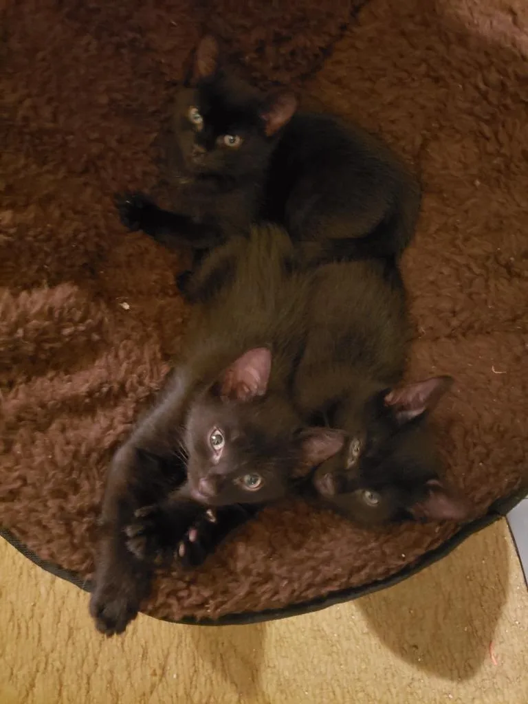 A baby small-sized male Domestic Short Hair cat named Porter for adoption in LIberty, NY