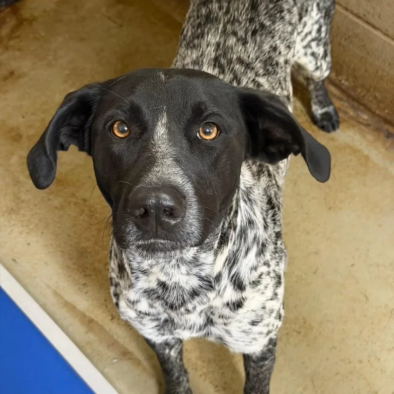 A young medium-sized female German Shorthaired Pointer dog named Tex for adoption in Cumming, GA