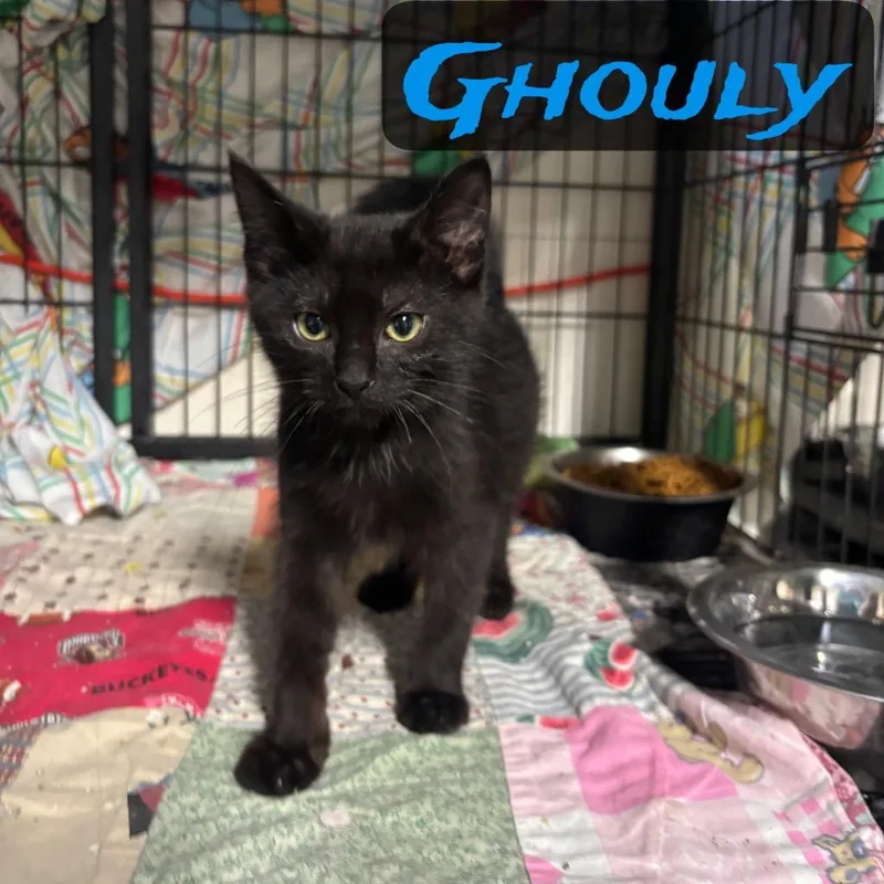 A baby small-sized male Domestic Short Hair cat named Ghouly for adoption in Hillsboro, OH