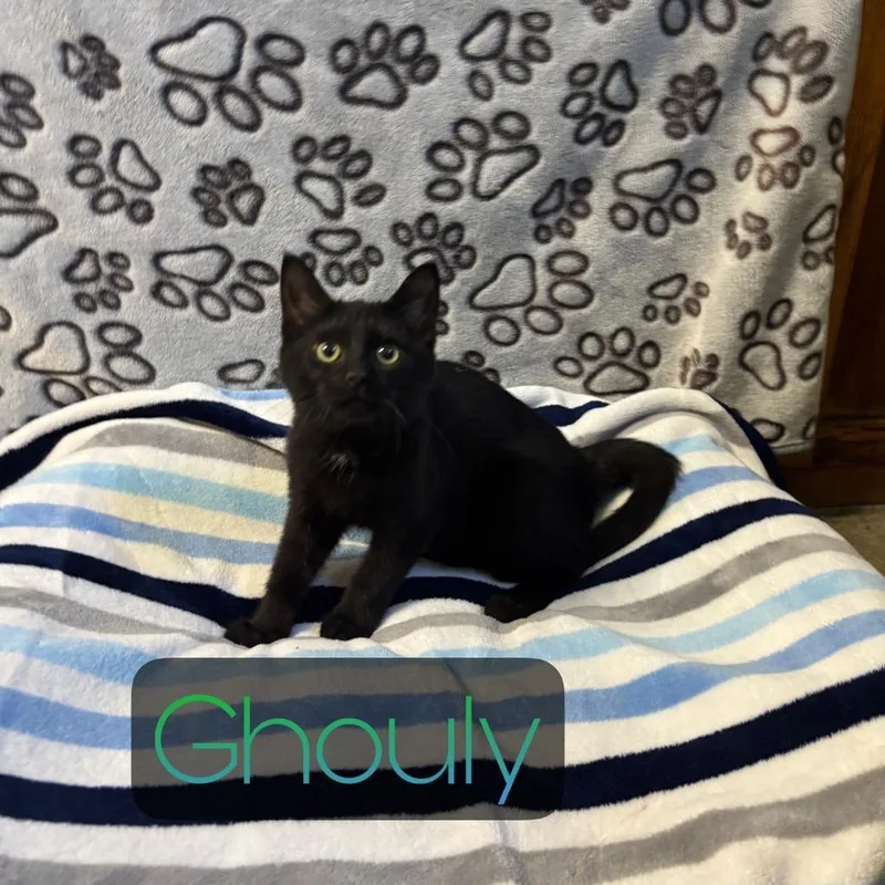 Ghouly thumbnail 2