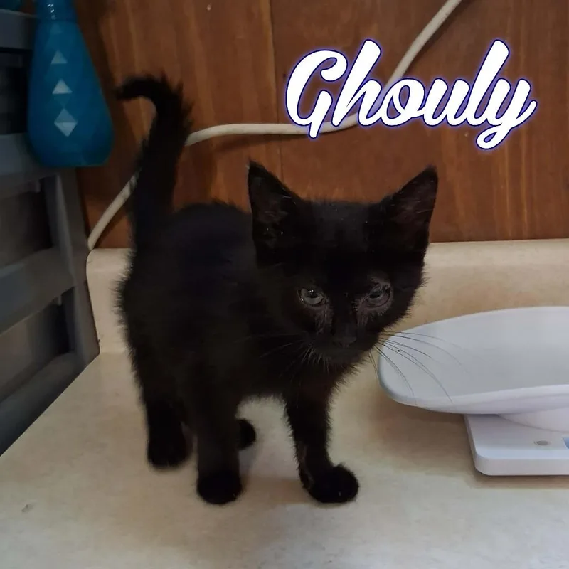Ghouly thumbnail 3