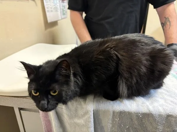 A young medium-sized female Domestic Long Hair cat named June Bug for adoption in Oceanside, CA