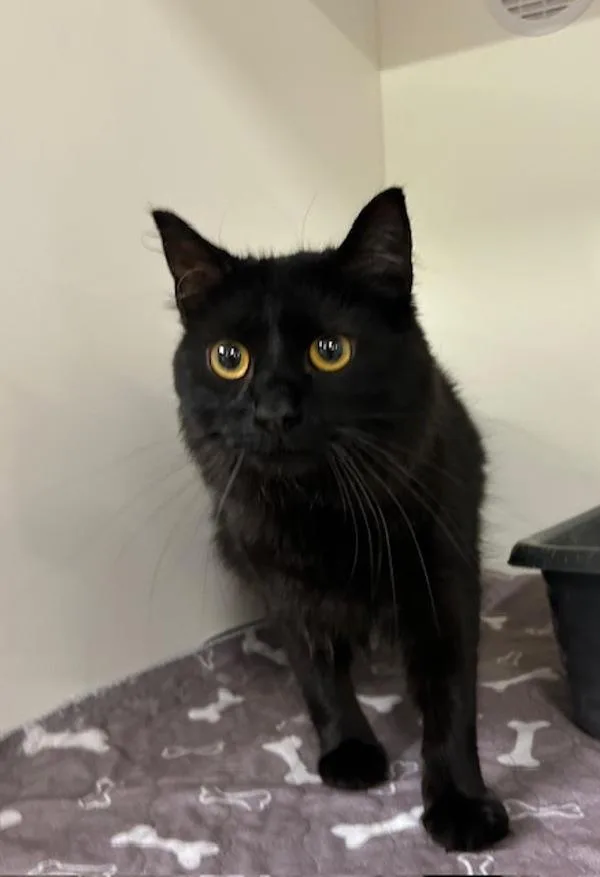 June Bug thumbnail 2