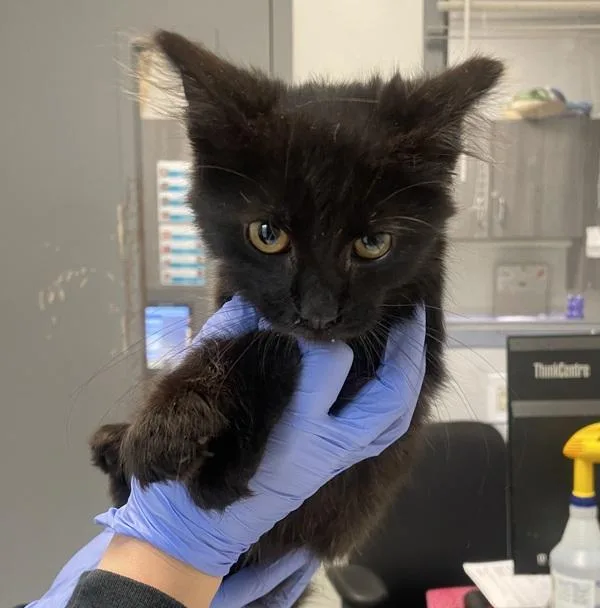 June Bug thumbnail 3