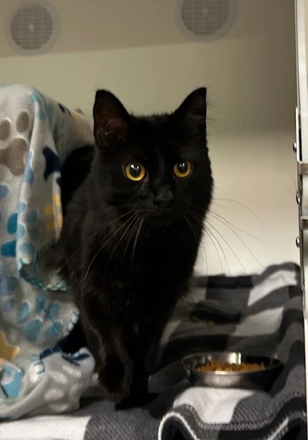 June Bug thumbnail 4