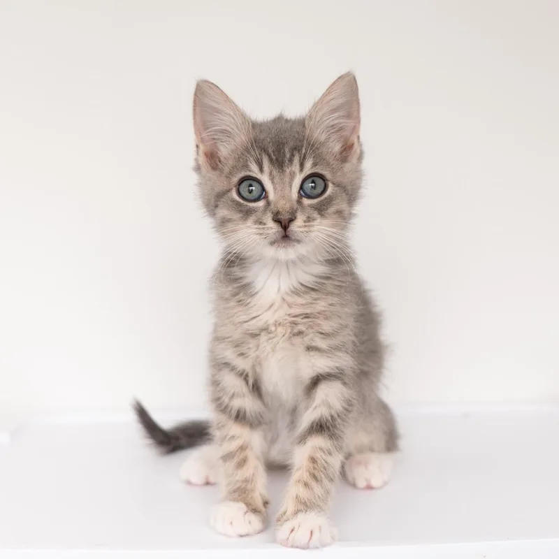 A baby small-sized male Domestic Short Hair cat named Hydra for adoption in New York, NY