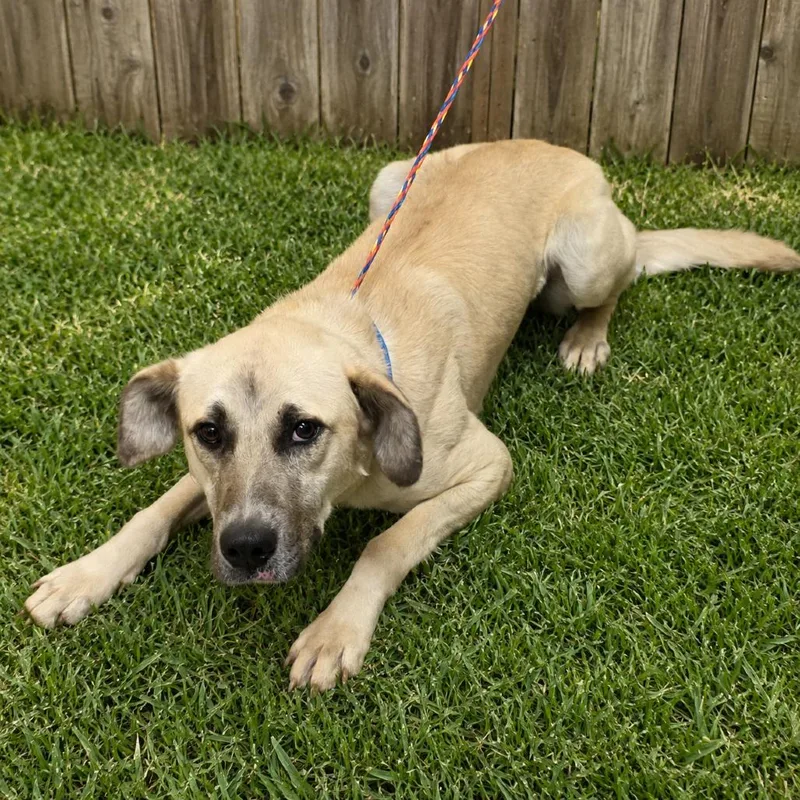 An adult medium-sized male Yellow / Tan / Blond / Fawn Anatolian Shepherd dog named Charlie for adoption in Norman, OK