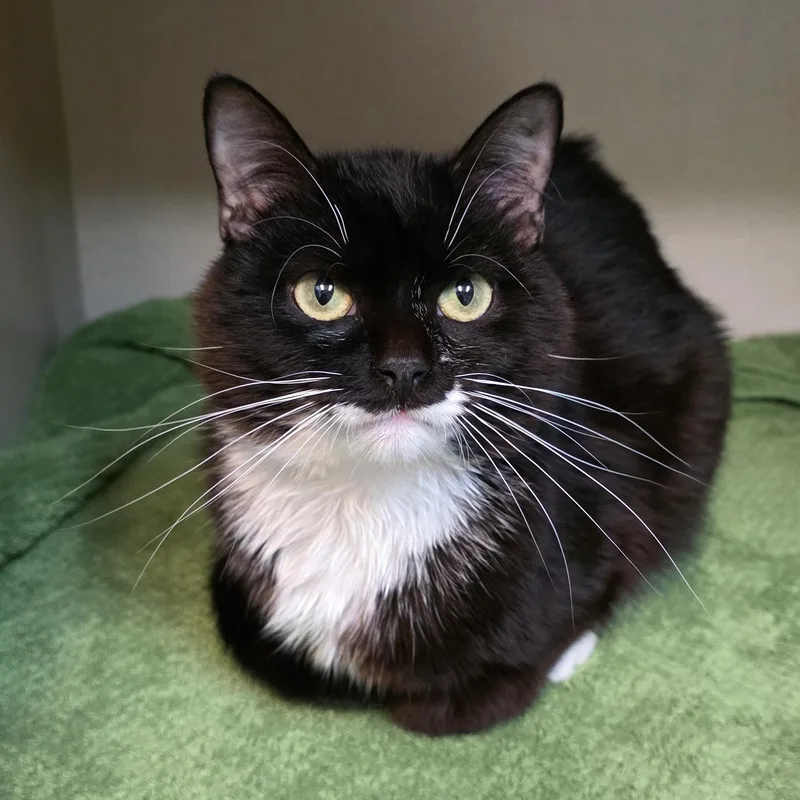 An adult medium-sized male Black Tuxedo cat named Cheeseburger for adoption in Greensboro, NC